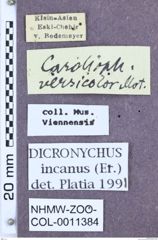 Etikett zu Dicronychus incanus (Erichson, 1840)